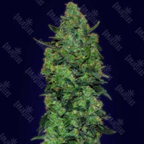 Auto Skunk Mass feminised Advanced Seeds