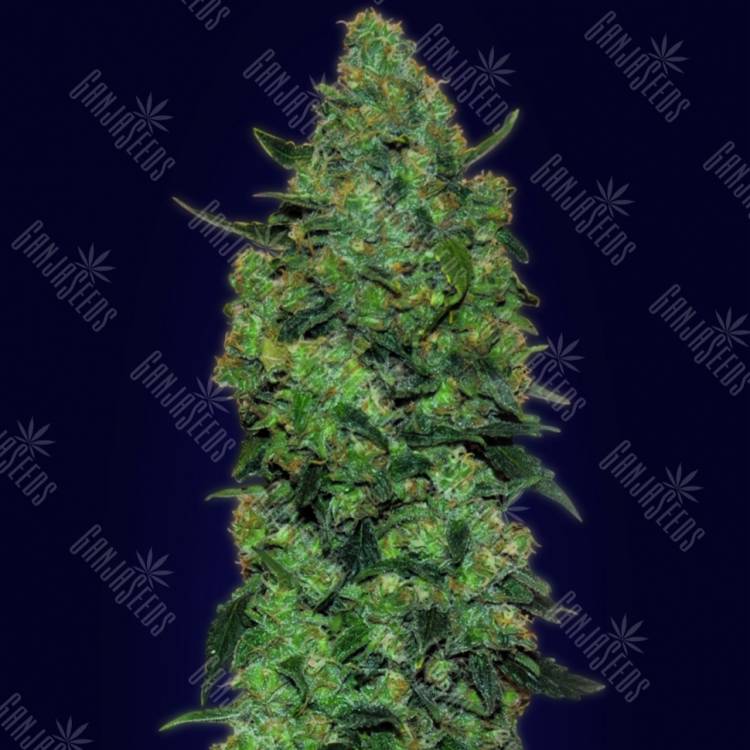 семена конопли Auto Skunk Mass feminised Advanced Seeds
