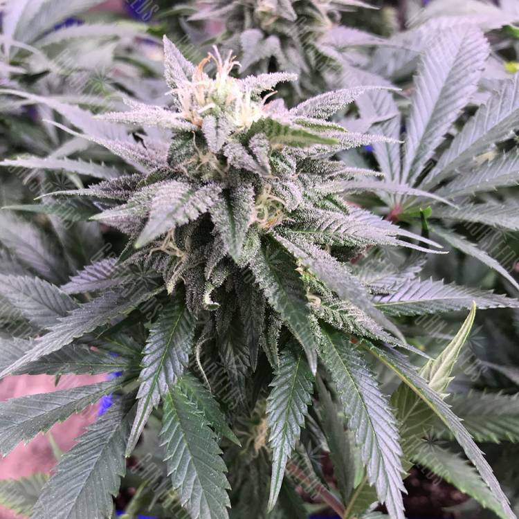семена конопли аутдор Laughing Buddha regular Ganja Seeds