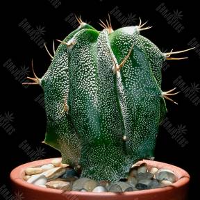 Astrophytum ornatum hybrid