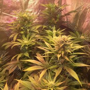 Lemon Kush regular Ganja Seeds