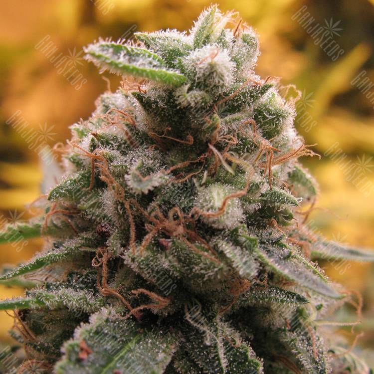 где заказать семена конопли Auto Top 69 feminised Advanced Seeds