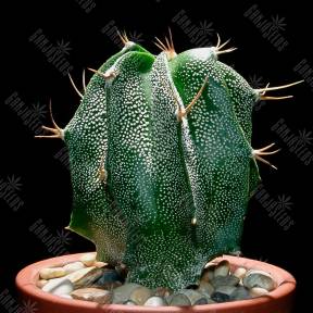 Astrophytum ornatum