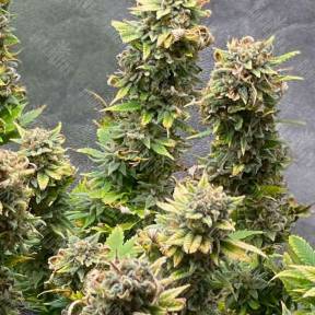 Morhine feminised Ganja Seeds