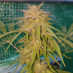 Lemon regular Ganja Seeds