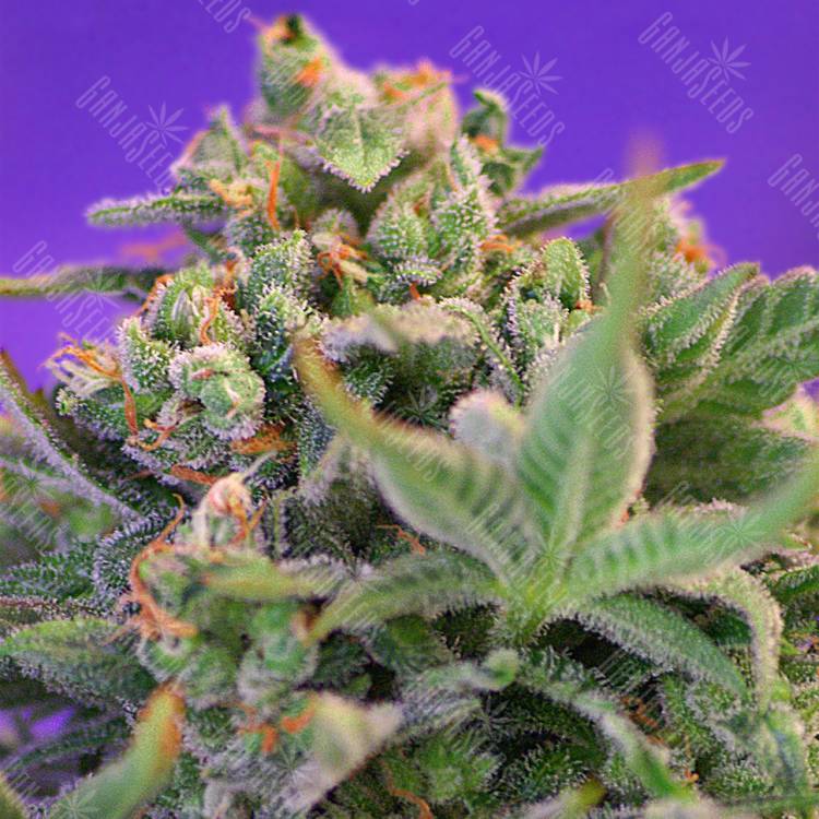 хорошие семена конопли Auto Sweet Cheese regular