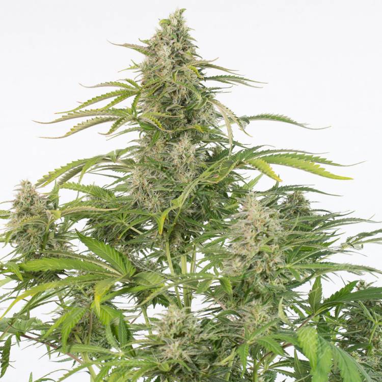 семена каннабиса Auto Cheese CBD feminised Dinafem Seeds