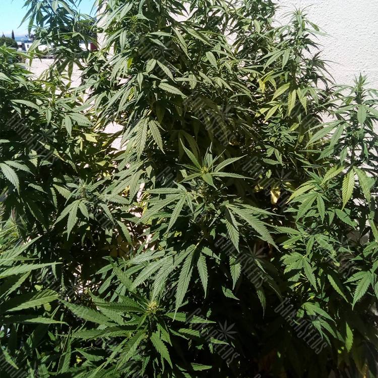 семена конопли Россия Ice feminised Nirvana Seeds
