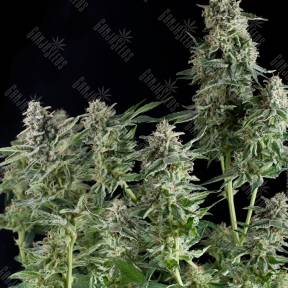 Northern Lights CBD feminised Pyramid Seeds