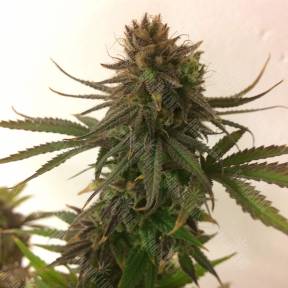Painkiller XL CBD feminised Royal Queen