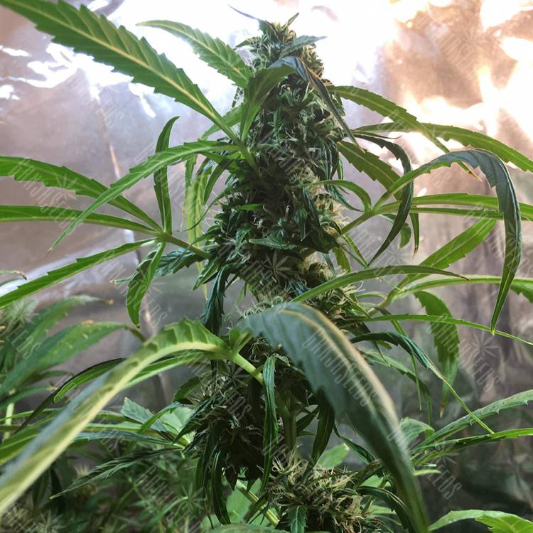 семена конопли в оригинальных упаковках Auto Jack x White Widow feminised