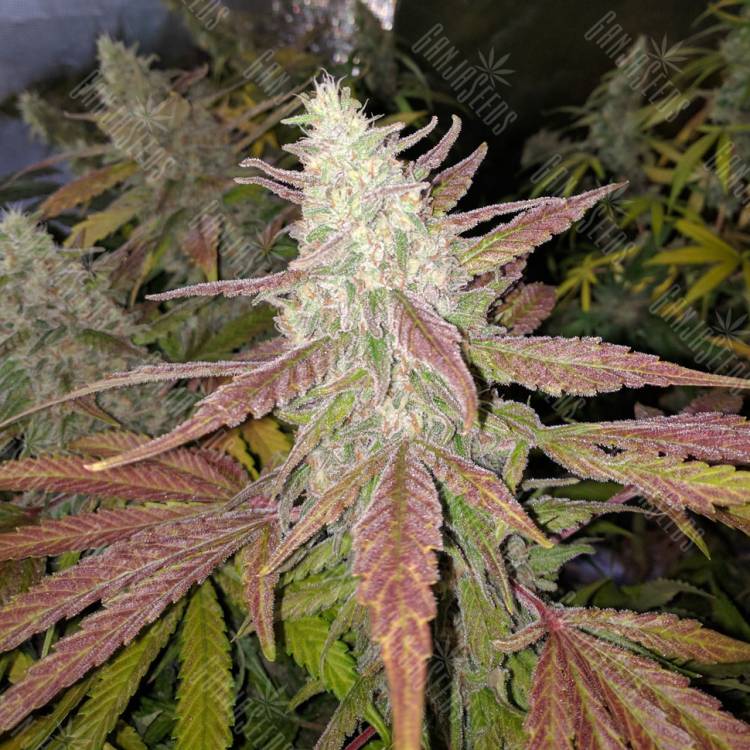 заказ семян конопли Москва Bubblelicious regular