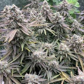 Auto Sweet Special regular Ganja Seeds