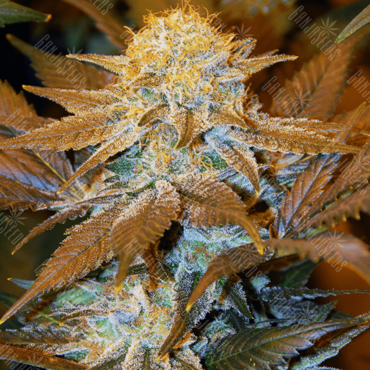 мощные сорта конопли Critical Plus feminised