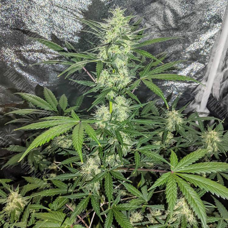 семена сортовой конопли Auto Maxigom x Northern Lights feminised