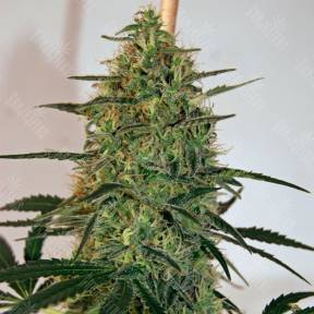 Damnesia feminised Strain Hunters Seeds
