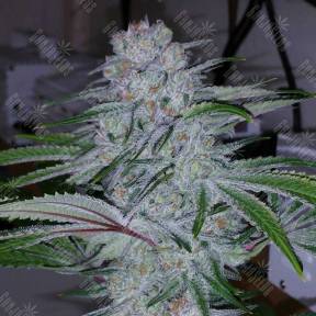 Auto Becket Ata feminised Bang Seeds