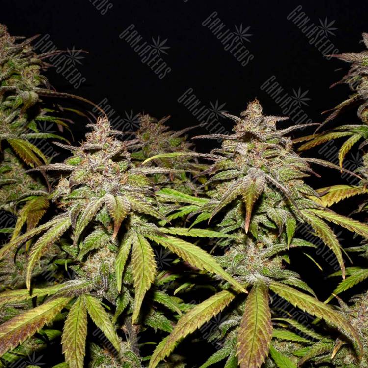где заказать семена конопли Auto Smoothie feminised Fast Buds