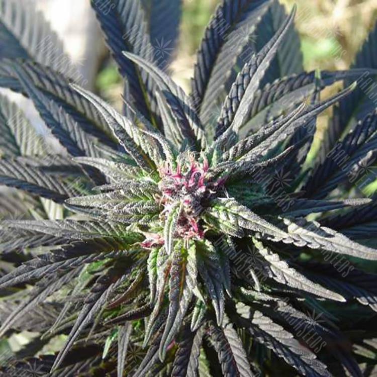 семена конопли почтой Kaya Gold feminised Nirvana Seeds