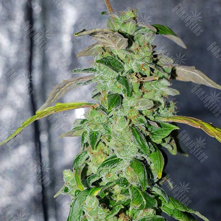 семена конопли в оригинальных упаковках Massive Haze feminised