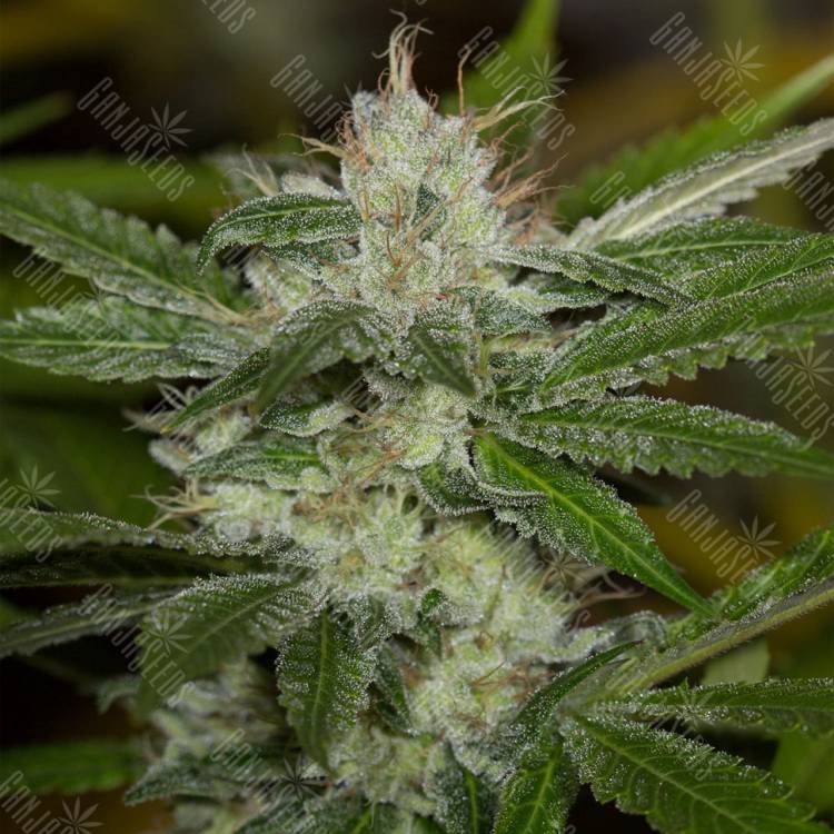 семена конопли для посадки купить Chemdawg regular Humboldt Seeds