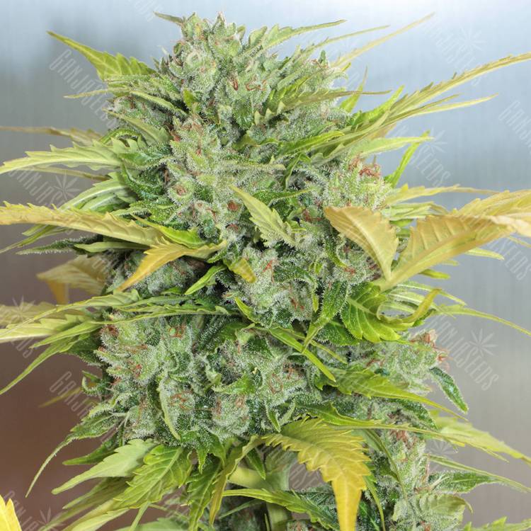 семена конопли автоцвет Auto White Russian #1 feminised Serious Seeds