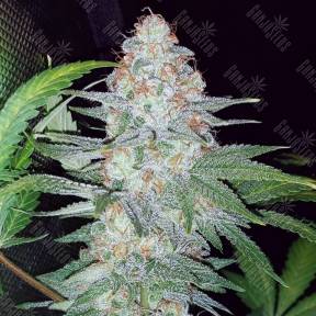 Auto Pineapple Chunk feminised Ganja Seeds