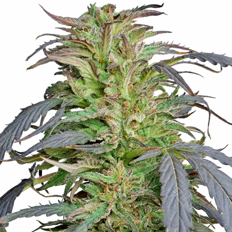 семена конопли аутдор Critical Super Silver Haze feminised