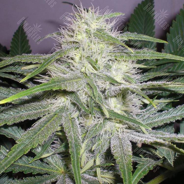 семена конопли гидропоники Auto Chuck Chuck feminised Bang Seeds