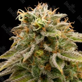 Lemon Thai Kush regular Humboldt Seeds