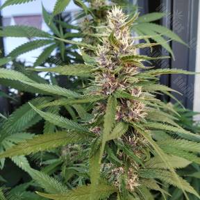 Red Mandarine F1 Fast Version feminised Sweet Seeds