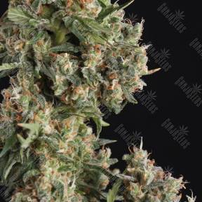 Auto AK 74 feminised Trikoma Seeds