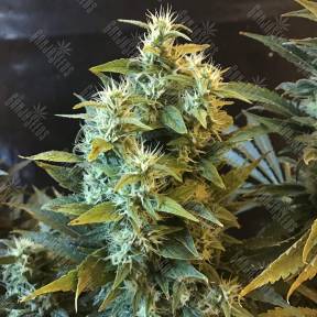 Power Africa feminised Ganja Seeds