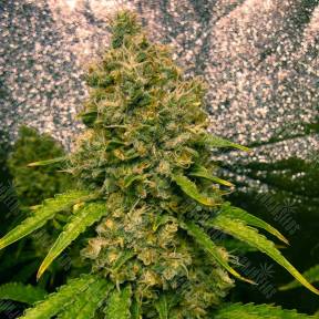 Auto Irgiz feminised Bang Seeds