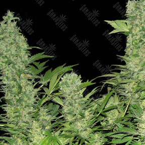 Auto Vertigo regular Ganja Seeds