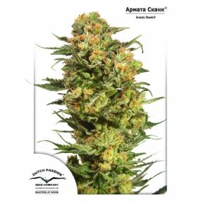 Auto Armata Skunk feminised Dutch Passion Seeds