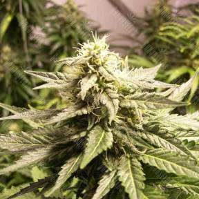 Auto AK feminised Female Seeds