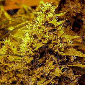 Medusa feminised Nirvana Seeds