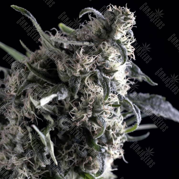 семена конопли в интернете Auto Al Tiro feminised Trikoma Seeds
