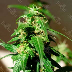 Auto Super Skunk feminised GanjaLiveSeeds