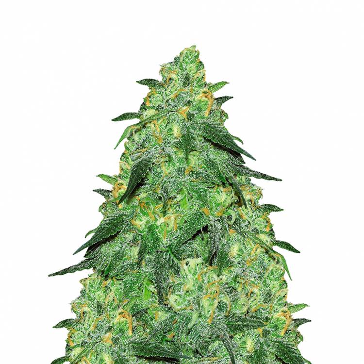 Ultra Skunk feminised Dutch Passion Seeds