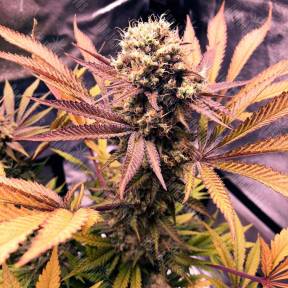 Auto Blueberry feminised GanjaLiveSeeds