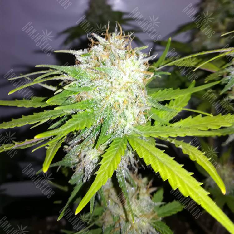 качественные семена конопли Auto Cheesy CBD feminised Philosopher Seeds