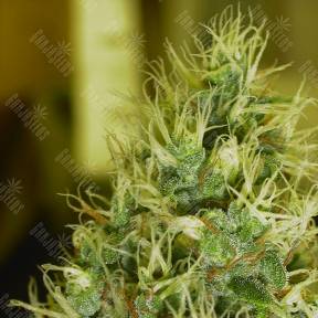 Double Dutch feminised Serious Seeds