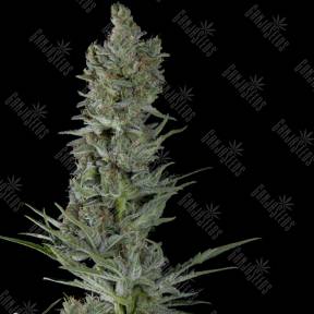 Auto Critical Plus feminised Trikoma Seeds
