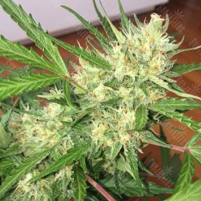 Auto Cheese feminised GanjaLiveSeeds