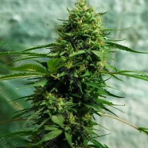 Jack Herer feminised Ganja Seeds
