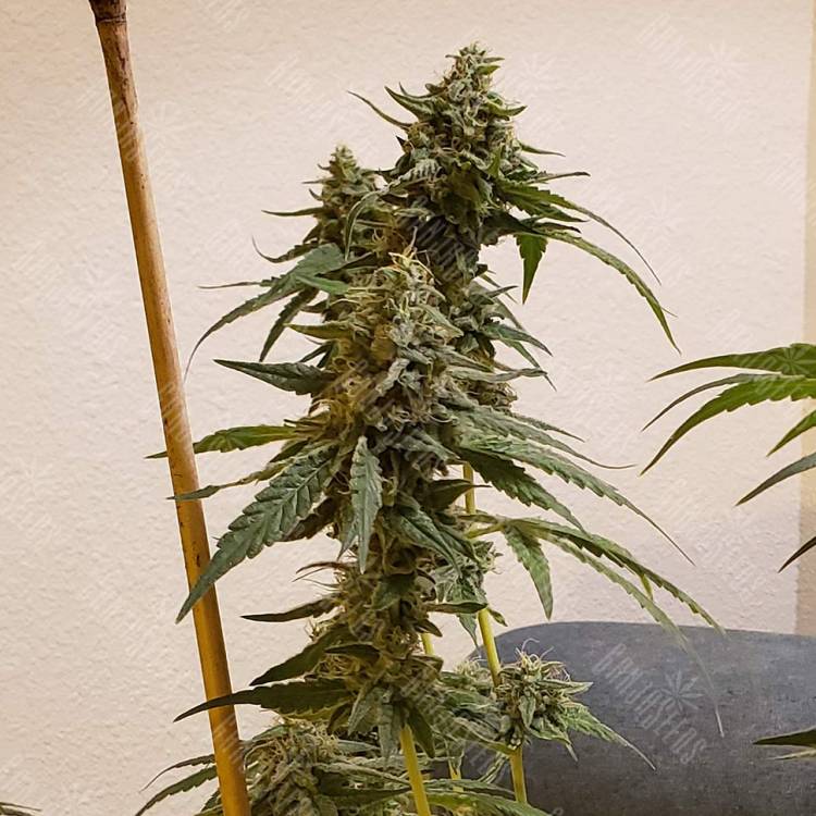 семена конопли наложенным платежом Auto Fruit feminised