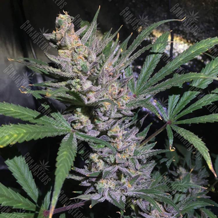 семена конопли интернет магазин Auto White Diesel Haze regular