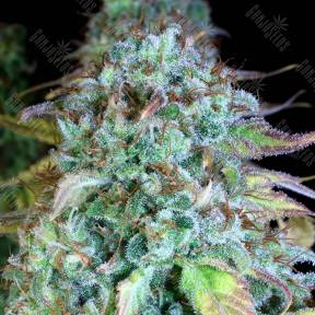 Serious Happiness feminised Serious Seeds